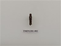 藏品(黃紋細翅天牛)的圖片